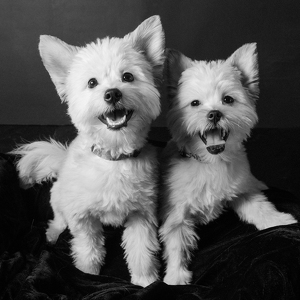 Fundraising Page: Marley and Cookie Zawacki